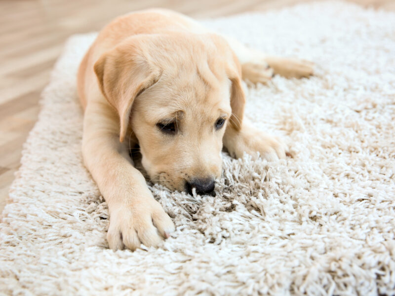 Cute,Puppy,On,Dirty,Rug,At,Home